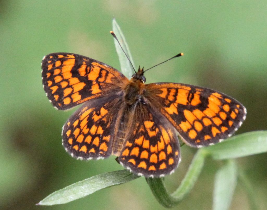 Potrebbe essere Melitaea varia?